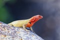 Female Hood lava lizard on Espanola Island, Galapagos National park, Ecuador