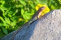 Female Hood lava lizard on Espanola Island, Galapagos National park, Ecuador