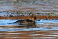 Female Hooded Merganser Royalty Free Stock Photo