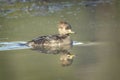 Female hooded merganser in calm water Royalty Free Stock Photo