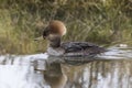 Female Hooded merganser Royalty Free Stock Photo