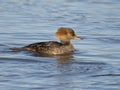 Female Hooded Merganser Royalty Free Stock Photo