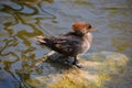 The female hooded merganser (Lophodytes cucullatus)