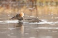 Female Hooded Merganser Lophodytes cucullatus Royalty Free Stock Photo