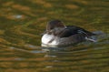 A female Hooded Merganser, Lophodytes cucullatus, swimming on a pond at Slimbridge wetland wildlife reserve. Royalty Free Stock Photo