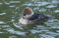 A female Hooded Merganser, Lophodytes cucullatus, swimming on a pond at Slimbridge wetland wildlife reserve. Royalty Free Stock Photo