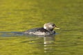 Female hooded merganser in pond. Royalty Free Stock Photo