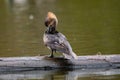 Female Hooded Merganser Royalty Free Stock Photo