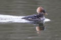 Female Hooded Merganser Swimming Royalty Free Stock Photo