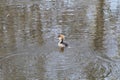 A female hooded merganser swimming in a pond Royalty Free Stock Photo