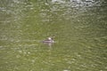 A female hooded merganser swimming in the pond.   West Vancouver BC Canada Royalty Free Stock Photo