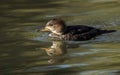 Female hooded merganser in water. Royalty Free Stock Photo