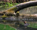 Female hooded merganser (Lophodytes cucullatus) swimming in a pond Royalty Free Stock Photo