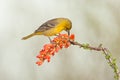 Female Hooded Oriole Royalty Free Stock Photo