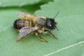 A female horned mason bee, Osmia bicornis resting on a green leaf Royalty Free Stock Photo