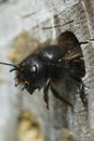 A female horned mason bee, Osmia cornuta, getting out of her nest