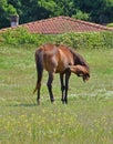 Female horse cleaning oneself Royalty Free Stock Photo