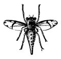 Female Horse Fly Estrus Equi vintage illustration