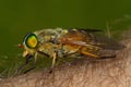 Female horse fly on the human skin biting