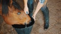 Female Horse Owner Helping A Dark Brown Blind Horse Drinking Water From Bucket