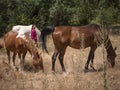 Female horse owner watching her horses graze in a meadow in summer.