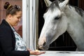 Female horse owner standing at the horse stable feeding with apple a silver color horse in the stall. The horse is looking out Royalty Free Stock Photo