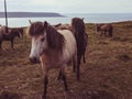 Female horse white horse with black male horse in back