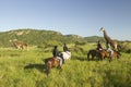 Female horseback riders ride horses in morning near Masai Giraffe at the Lewa Wildlife Conservancy in North Kenya, Africa Royalty Free Stock Photo