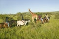 Female horseback riders ride horses in morning near Masai Giraffe at the Lewa Wildlife Conservancy in North Kenya, Africa