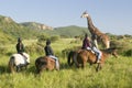 Female horseback riders ride horses in morning near Masai Giraffe at the Lewa Wildlife Conservancy in North Kenya, Africa