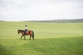 Female horseman riding brown Thoroughbred horse in meadow