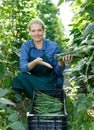 Female horticulturist picking harvest of habichuela to crate in hothouse
