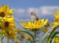 Female House Finch