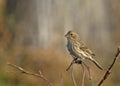 Female House Finch Royalty Free Stock Photo