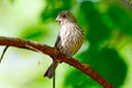 Female House Finch Royalty Free Stock Photo