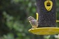 Female House Finch at a Bird Feeder Royalty Free Stock Photo