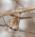 Female House Finch (Carpodacus mexicanus) Royalty Free Stock Photo