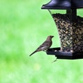 Female House Finch on Feeder Royalty Free Stock Photo