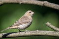 A female house finches ` Haemorhous mexicanus ` Royalty Free Stock Photo