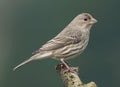 Female House Finch - Carpodacus mexicanus Royalty Free Stock Photo