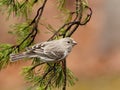 Female house finch Royalty Free Stock Photo