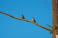 Female House finch resting on branch