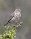 Female house finch on a treetop in the Transitions Bird and Wildlife Photography Ranch in Texas.