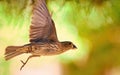 Female House finsh flying with wings spread Royalty Free Stock Photo