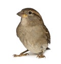 Female House Sparrow