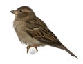 Female House Sparrow Royalty Free Stock Photo