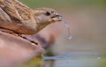 Female House Sparrow drinking water Royalty Free Stock Photo