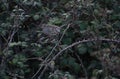 Female House sparrow eating blackberries in brambles Royalty Free Stock Photo