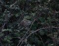 Female House Sparrow eating blackberries Royalty Free Stock Photo