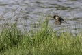 House sparrow in flight showing motion Royalty Free Stock Photo